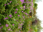 FZ029635 Flower garden.jpg